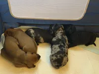 Buzz, a male Miniature Dachshund for sale in Smithsburg, MD – 6 of 7