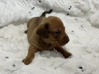 Jessie, a female Miniature Dachshund for sale in Smithsburg, MD – 7 of 10