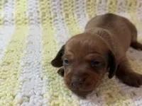 Jessie, a female Miniature Dachshund for sale in Smithsburg, MD – 8 of 10