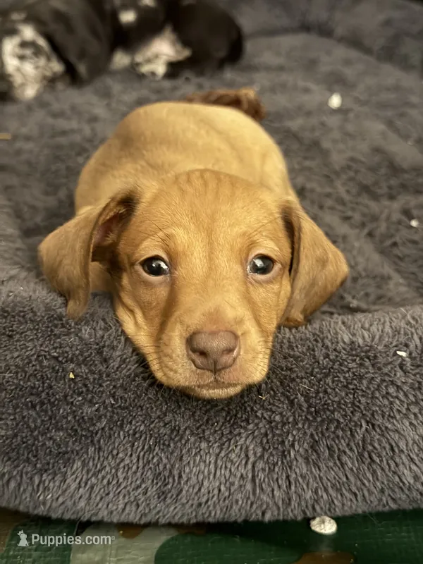 Jessie – Miniature Dachshund puppy for sale in Smithsburg, MD