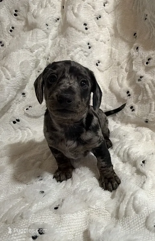 Buzz – Miniature Dachshund puppy for sale in Smithsburg, MD