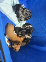 Woody, a male Miniature Dachshund for sale in Smithsburg, MD – 2 of 10
