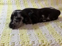 Woody, a male Miniature Dachshund for sale in Smithsburg, MD – 8 of 10