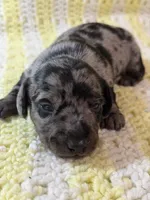 Buzz, a male Miniature Dachshund for sale in Smithsburg, MD – 3 of 7