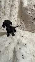 Bonnie, a female Miniature Dachshund for sale in Smithsburg, MD – 2 of 4