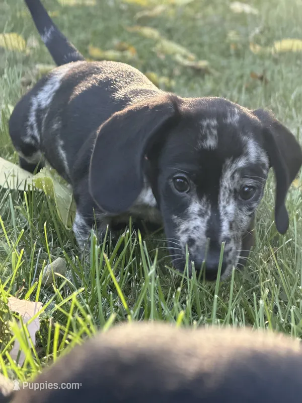 Woody – Miniature Dachshund puppy for sale in Smithsburg, MD