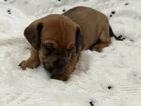 BoPeep, a female Miniature Dachshund for sale in Smithsburg, MD – 1 of 9