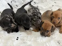 Woody, a male Miniature Dachshund for sale in Smithsburg, MD – 2 of 10