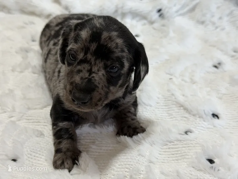 Buzz – Miniature Dachshund puppy for sale in Smithsburg, MD