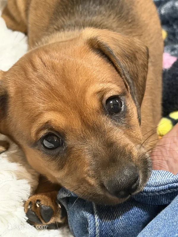 BoPeep – Miniature Dachshund puppy for sale in Smithsburg, MD