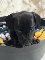 Bonnie, a female Miniature Dachshund for sale in Smithsburg, MD – 4 of 4