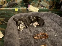 Woody, a male Miniature Dachshund for sale in Smithsburg, MD – 10 of 10