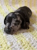 Woody, a male Miniature Dachshund for sale in Smithsburg, MD – 10 of 10