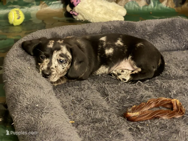 Woody – Miniature Dachshund puppy for sale in Smithsburg, MD