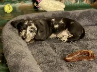 Woody, a male Miniature Dachshund for sale in Smithsburg, MD – 4 of 10