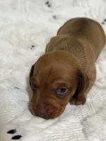 Jessie, a female Miniature Dachshund for sale in Smithsburg, MD – 5 of 10