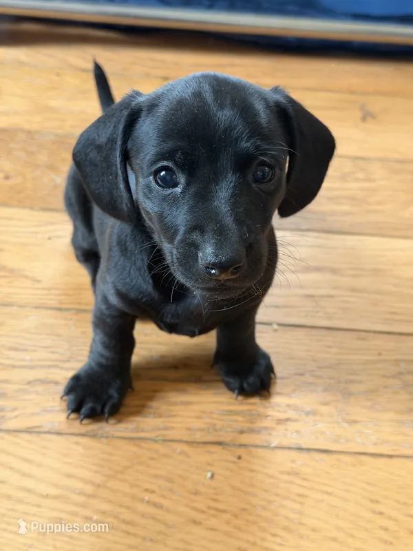 Bonnie – Miniature Dachshund puppy for sale in Smithsburg, MD