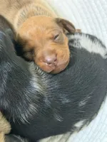 Jessie, a female Miniature Dachshund for sale in Smithsburg, MD – 10 of 10
