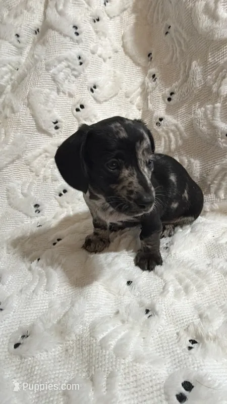 Woody – Miniature Dachshund puppy for sale in Smithsburg, MD