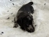 Woody, a male Miniature Dachshund for sale in Smithsburg, MD – 4 of 10