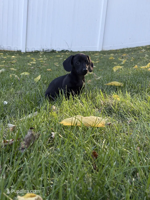 Bonnie – Miniature Dachshund puppy for sale in Smithsburg, MD