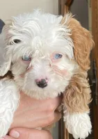 Snow, a female Cavapoo for sale in Constantine, MI – Photo 5 of 6