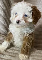 Snow, a female Cavapoo for sale in Constantine, MI – Photo 1 of 6