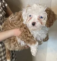 Snow, a female Cavapoo for sale in Constantine, MI – Photo 6 of 6