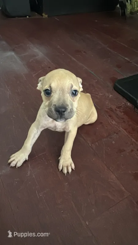 Chico – American Bully, American Pit Bull Terrier puppy for sale in Savannah, GA