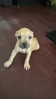 Chico, a male American Bully and American Pit Bull Terrier for sale in Savannah, GA – 1 of 5