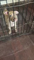 Lisa, a female American Bully and American Pit Bull Terrier for sale in Savannah, GA – 3 of 5