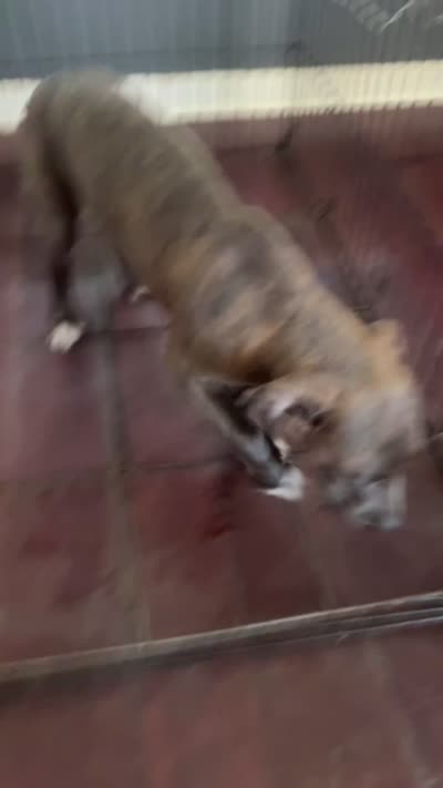 Benny, a male American Bully and American Pit Bull Terrier for sale in Savannah, GA – 4 of 4