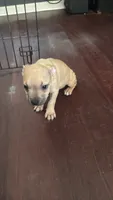 Chico, a male American Bully and American Pit Bull Terrier for sale in Savannah, GA – 2 of 5