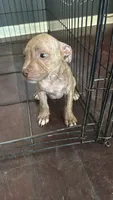 Lisa, a female American Bully and American Pit Bull Terrier for sale in Savannah, GA – 4 of 5