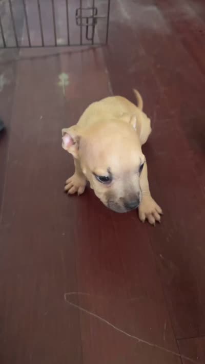 Chico, a male American Bully and American Pit Bull Terrier for sale in Savannah, GA – 5 of 5