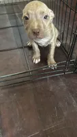 Lisa, a female American Bully and American Pit Bull Terrier for sale in Savannah, GA – 2 of 5
