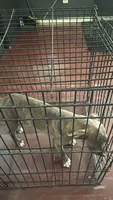Benny, a male American Bully and American Pit Bull Terrier for sale in Savannah, GA – 3 of 4