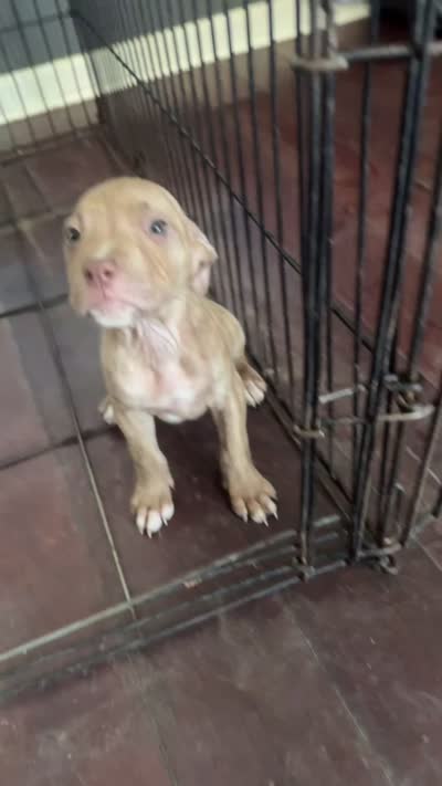 Lisa, a female American Bully and American Pit Bull Terrier for sale in Savannah, GA – 5 of 5