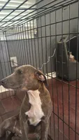 Benny, a male American Bully and American Pit Bull Terrier for sale in Savannah, GA – 2 of 4