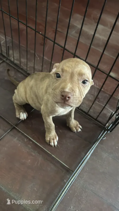 Lisa – American Bully, American Pit Bull Terrier puppy for sale in Savannah, GA
