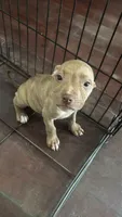 Lisa, a female American Bully and American Pit Bull Terrier for sale in Savannah, GA – 1 of 5