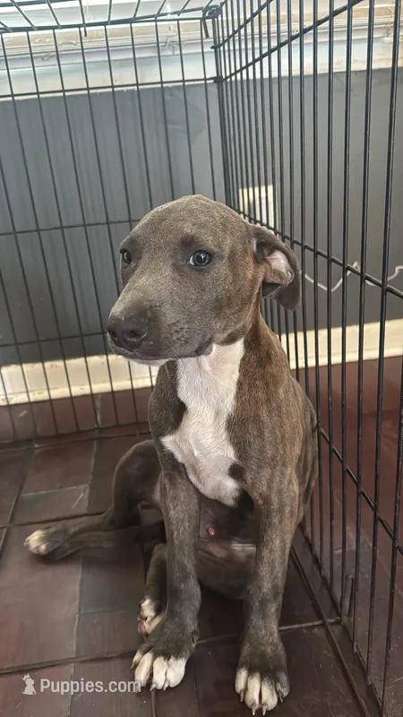 Benny – American Bully, American Pit Bull Terrier puppy for sale in Savannah, GA