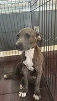 Benny, a male American Bully and American Pit Bull Terrier for sale in Savannah, GA – 1 of 4