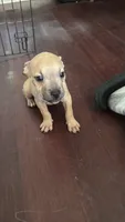 Chico, a male American Bully and American Pit Bull Terrier for sale in Savannah, GA – 4 of 5