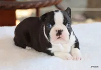 Davy, a male Boston Terrier for sale in Dallas, TX – 4 of 10