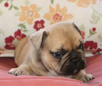 Chipper, a male French Bulldog for sale in Dallas, TX – 7 of 10