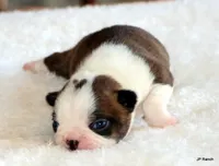 Angel, a female Boston Terrier for sale in Dallas, TX – 8 of 10