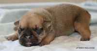 Chipper, a male French Bulldog for sale in Dallas, TX – 8 of 10