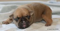 Chipper, a male French Bulldog for sale in Dallas, TX – 7 of 10