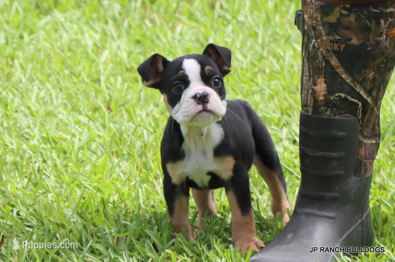 Luna – English Bulldog puppy for sale in Dallas, TX